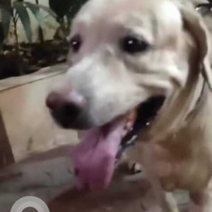 Found: White Male Labrador Dog from Malabar Hill