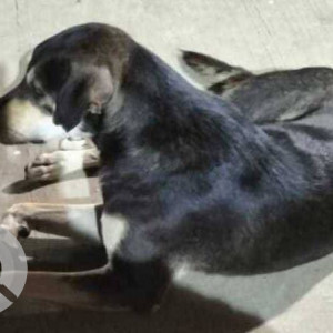 Black Male Indie Dog is Missing from Adinath avenue Nursing lane Malad west