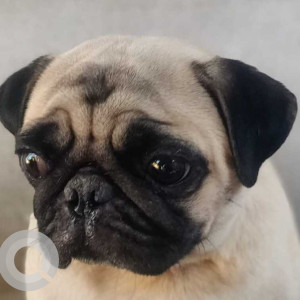 Found: White Female Pug Dog from Kogilu Cross