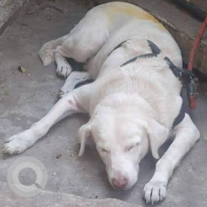 Found: White Male Indie Dog from Minatai hospital Nerul