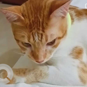 Missing: Other Male Indie Cat from Malad, Malvani Mhada Colony