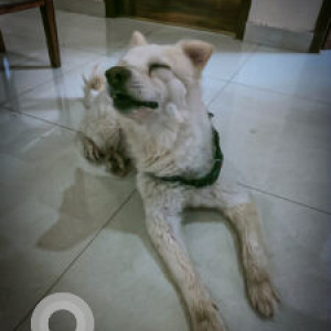 White Male Pomeranian Dog is Missing from 33 Feet Road Jamalpur, Ludhiana
