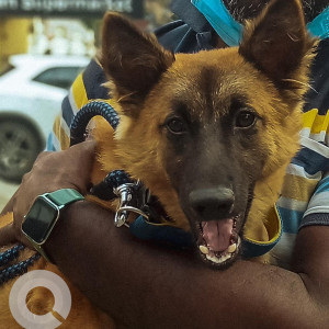 Missing: Black and Brown Male German Shepherd Indie (mix) Dog from Sithalapakkam Indian oil petrol bunk