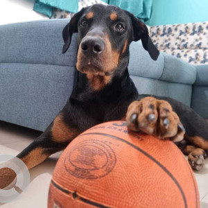 Missing: Black and Brown Male Doberman Dog from Hosur Tamilnadu near Essae Teraoka Private Limited