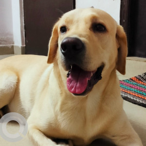 Missing: White-Brown Mix Male Beagle Dog from Alex C  colony, Madhavaram milk colony
