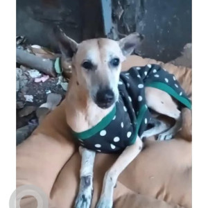 Missing: White Male Indie Dog from Karol bagh, Delhi