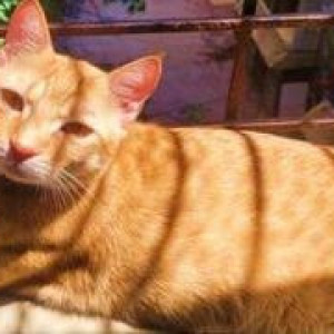 Missing: Orange Male Indie Cat from Krishdham, Mulund west