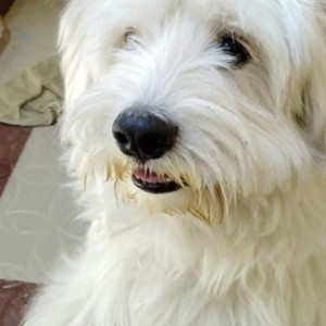 Missing: White Male Lasha Apsho Dog from Khaja Guda Hills Station