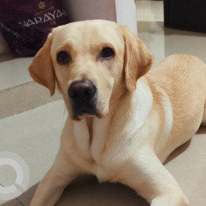 Missing: White Male Labrador Dog from Sanskriti International School, Kondapur, Hyderabad