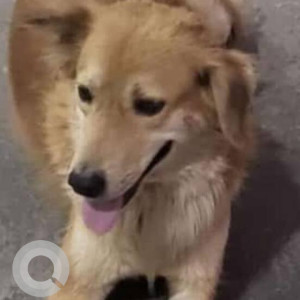 Missing: Brown Male Indie Dog from Malaysian Township, Kukatpally, Hyderabad