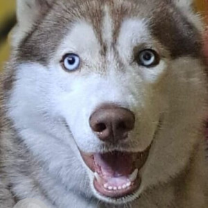 Missing: White-Brown Mix Male Husky Dog from Chennai