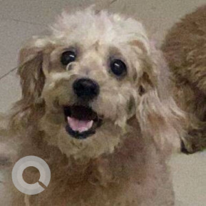 Missing: Brown Female Poodle Dog from Sector 7, Vashi