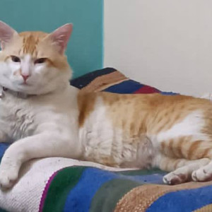 Missing: White-Brown Mix Male Indie Cat from Laxmi Nagar, Mangal Bazar