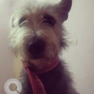 Missing: Black and White Female Shih Tzu Dog from Thiruverkadu