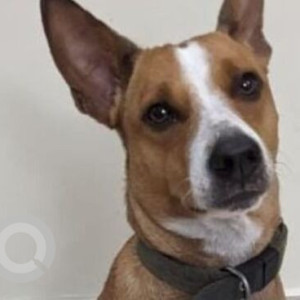 Missing: Brown Female Indie Dog from Blacky's BnB - Gopala Krishna Nagar