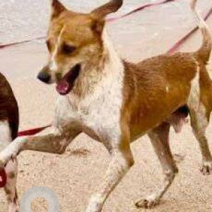 Missing: White-Brown Mix Male Indie Dog from Juhu Beach