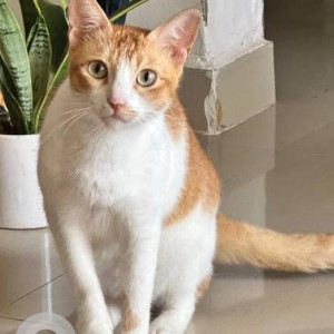 Missing: White-Brown Mix Female Indie Cat from Jyoti CHSL, DN Nagar