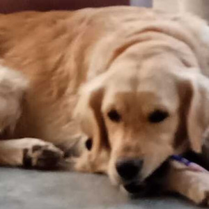Missing: Brown Female Golden Retriever Dog from Hitech City Railway Station, Hyderabad