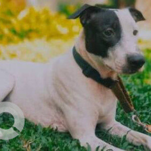 Missing: White Male Indie Dog from JB Nagar, Chakala Metro, Andheri East