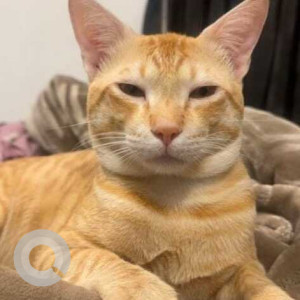 Missing: Orange Female Ginger cat Cat from Dahisar