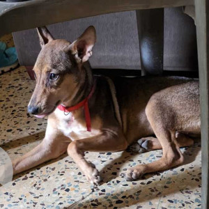 Missing: Brown Female Indie Dog from 27th Cross Street, Besant Nagar, Chennai
