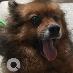 Missing: Black and Brown Female Pomeranian Dog from Amrutha Bakery, Doddakannelli, Surjapur Road
