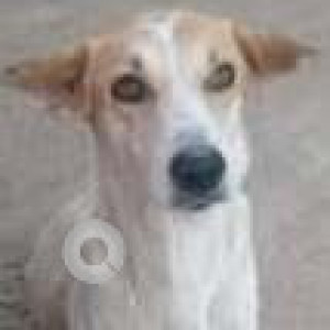 Missing: White-Brown Mix Female Indie Dog from Brahmins Kitchen, A-block, sahakarnagar