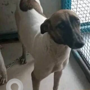 Missing: Black and White Female Indie Dog from Sarvodaya Nagar Bus Stop, Andheri East