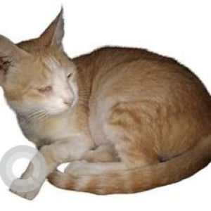 Missing: Orange Female Indian Short Hair Cat from Bhoiguda, Kaman Agarpura