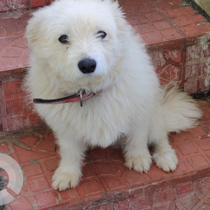 Missing: White Male Pomeranian Dog from Suryanagar Phase 3, Block-3, Attibele