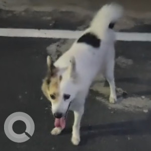 Found: White Male Pomeranian Dog from Ayyapakam water tank & Annanur Railway station