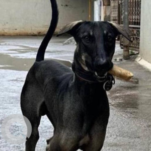 Missing: Black Male Indie Dog from Horamavu railway underpass