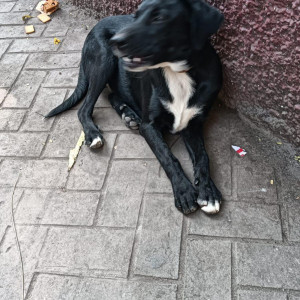 Missing: Black and White Male Indie Dog from Waterfield road Bandra (w)