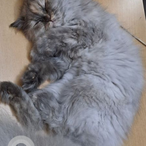 Missing: Grey Female Persian Cat Cat from Nungambakkam, near Sterling Signal, opposite Harrisons Hotel