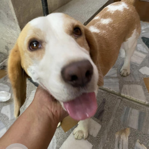 Found: White-Brown Mix Male Beagle Dog from Phase XI, Mohali