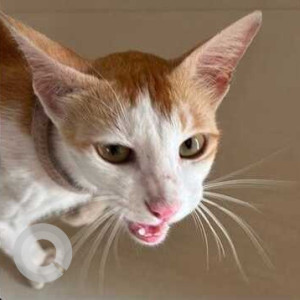 Missing: Orange Female Indie Cat from Warangal Highway, Ghatkesar, Annojiguda