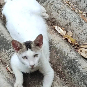 Missing: White Male Indie Cat from Sagar kutir seven bunglow, Versova