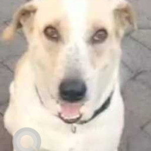 Missing: Brown Male Indie and Labrador cross Dog from Toyota Lane, Malad West