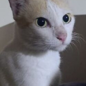Missing: White Female Indie Cat from Deccan Park, 7 tombs road
