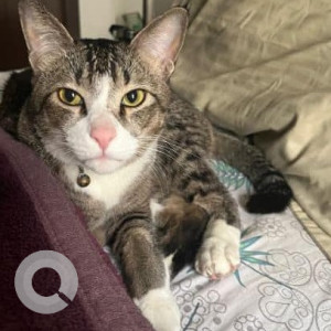 Missing: White and Grey Male Indie Cat from Toot Sarai, Malviyanagar