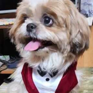 Missing: White-Brown Mix Male Shih Tzu Dog from Kasturinagar