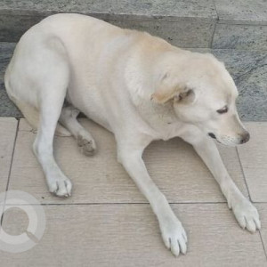 Missing: White Male Indie Dog from Candor Techspace, sec 21, Dundahera, Gurgaon, Delhi