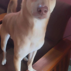 Missing: Brown Male Indie Dog from Bai kadai area, Moulivakkam Roja street,  Backside of Hotel V7