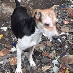 Missing: Black and Brown Male Indie Dog from Ghatkopar East Station