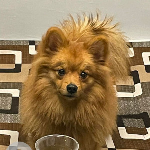 Missing: Brown Male Pomeranian Dog from Vasundhra sector 10 A or B block ghaziabad