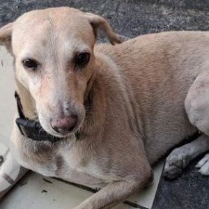 Missing: White Female Indie Dog from Dadar West, Mumbai 28