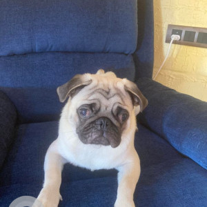 Missing: Light Brown Male Pug Dog from Ms nagar, agrahara badavane, Yelahanka