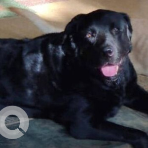 Missing: Black Male Labrador Dog from Malad west