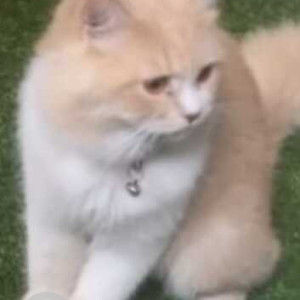 Missing: White-Brown Mix Male Persian Cat from Canossa  High School Mahim West