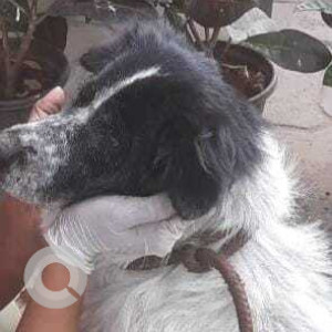 Missing: Black and White Male Indie Dog from Laxmi Bai NGR market